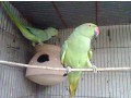 green-ringneck-small-0