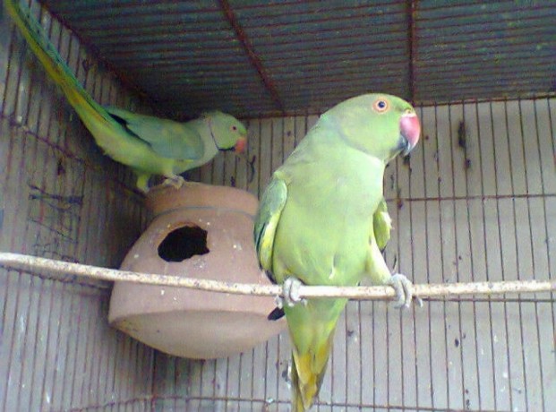 green-ringneck-big-0