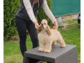 pedigree-puppies-dogs-for-sale-in-pakistan-small-1