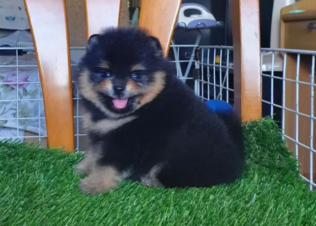 pedigree-puppies-dogs-for-sale-in-pakistan-big-2