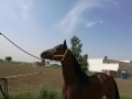 imported-arabian-horse-available-for-sale-small-0