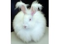 giant-angora-and-all-other-breed-bunnies-small-0