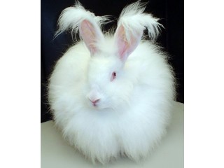 Giant angora and all other breed bunnies