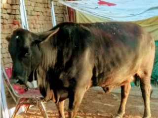 Walaiti and sahiwal miks cow