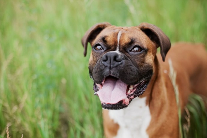 boxer-dog-for-sale-in-cheap-price-big-0